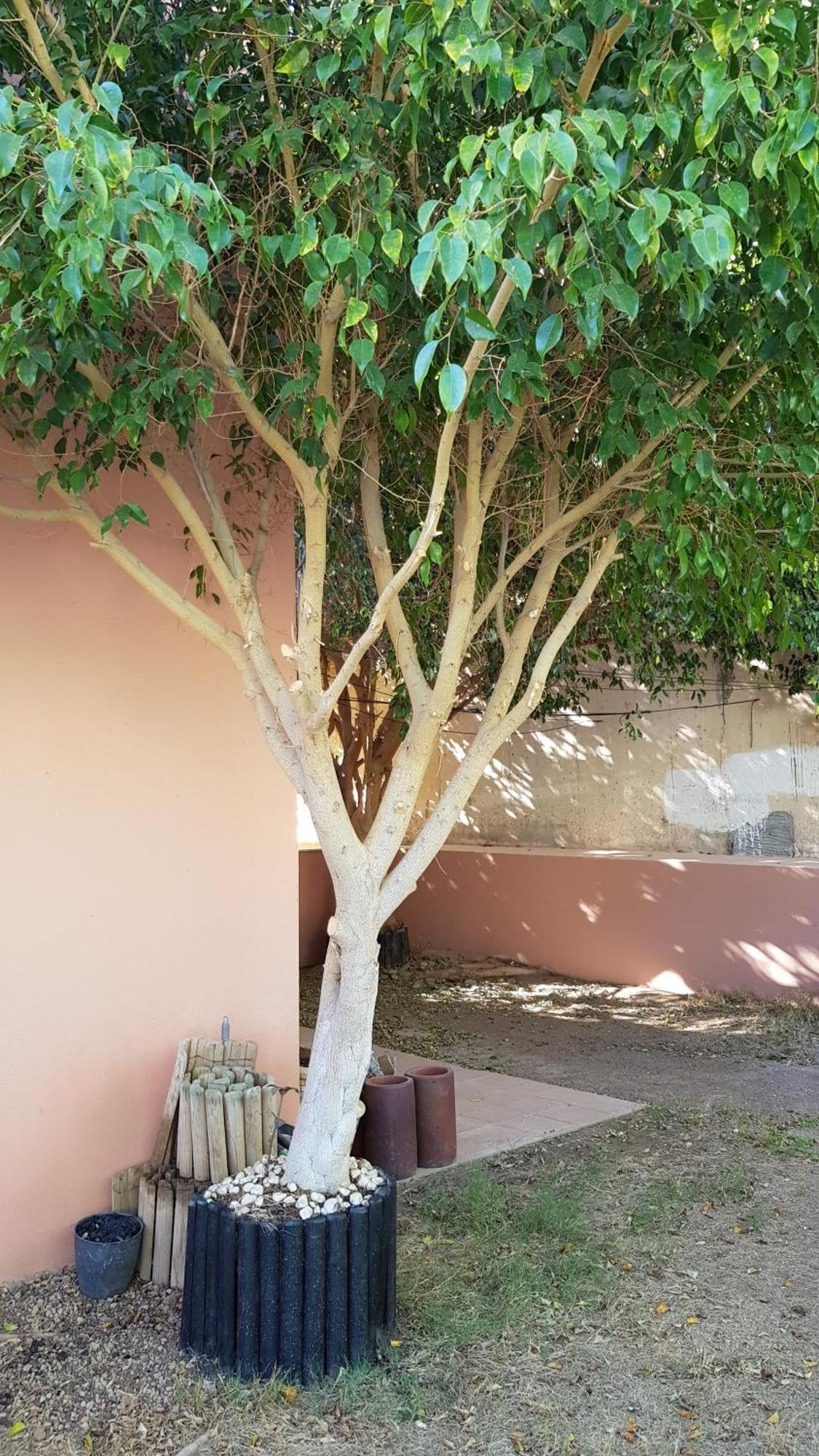 Aparthotel Strelitzia Park San Miguel de Abona Zimmer foto